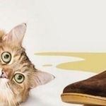 Чем убрать запах кошачьей мочи: средства для удаления едких запахов от питомцев