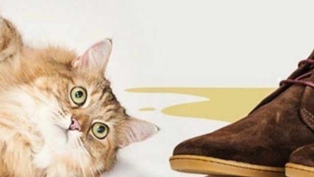 Чем убрать запах кошачьей мочи: средства для удаления едких запахов от питомцев