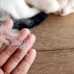 Как избавиться от кошачьей шерсти на одежде