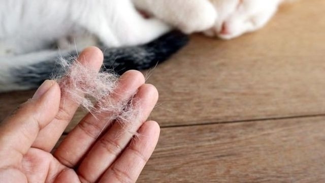 Как избавиться от кошачьей шерсти на одежде