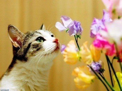 Праздник весны и кошек