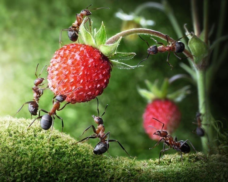 Андрей павлов фотограф муравьи