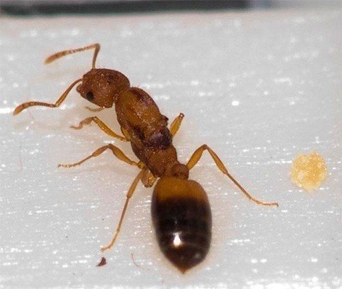 Фараоновые муравьи муравейник