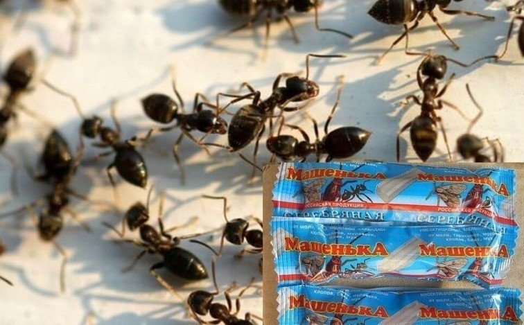 Термиты и муравьи отличия