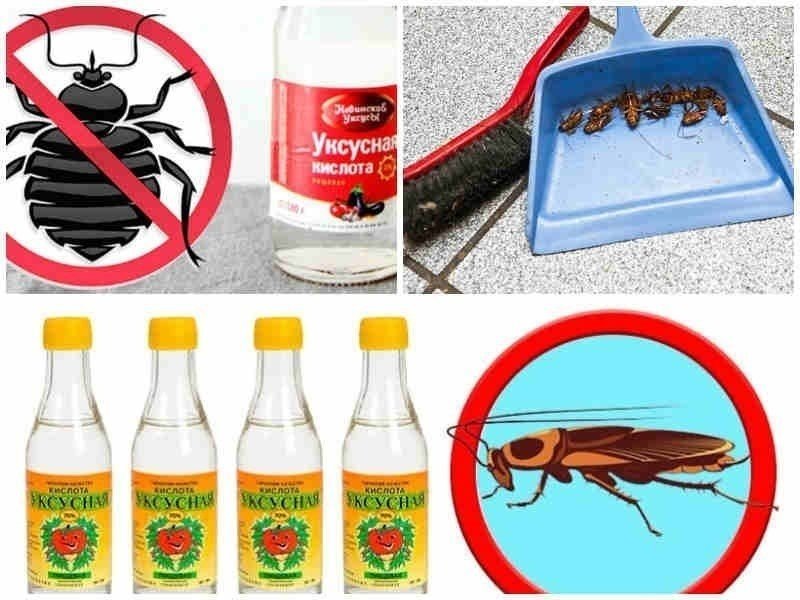 Самое эффективное средство от тараканов