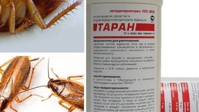 Как избавиться от тараканов народными средствами в домашних условиях