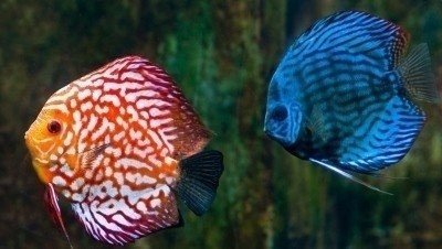 Дискус пиджен аквариумная рыбка