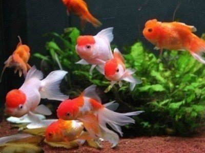 Домашние животные рыбки аквариумные