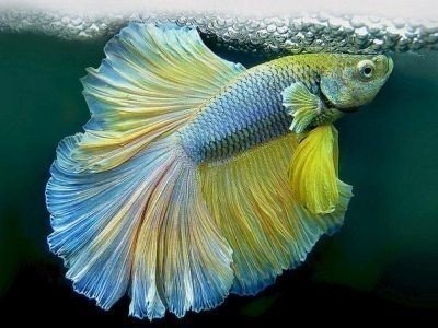 Петушок гло аквариумная рыбка