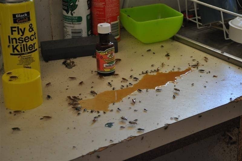 Средства от тараканов в квартире