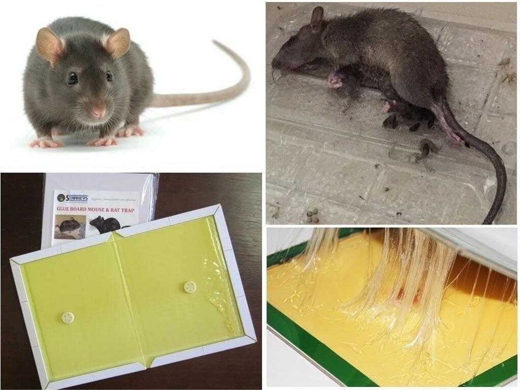 Клей для мышей и крыс
