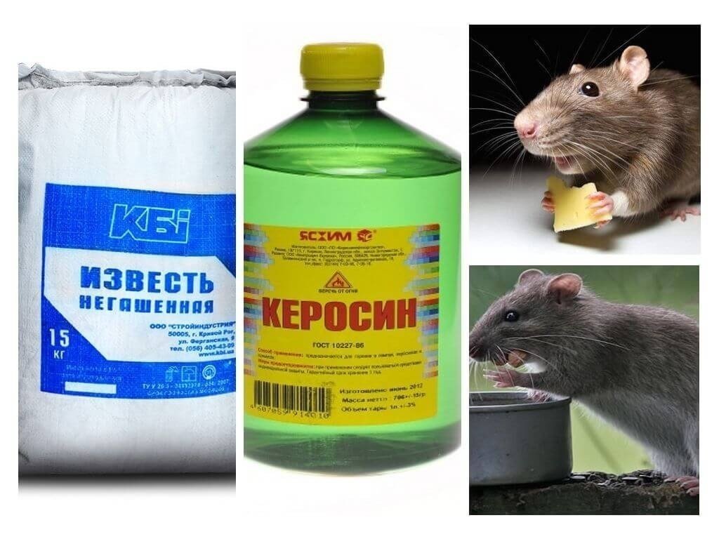Самое эффективное средство от крыс в частном доме