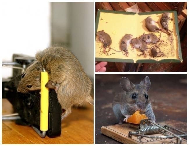 Средство от мышей в квартире