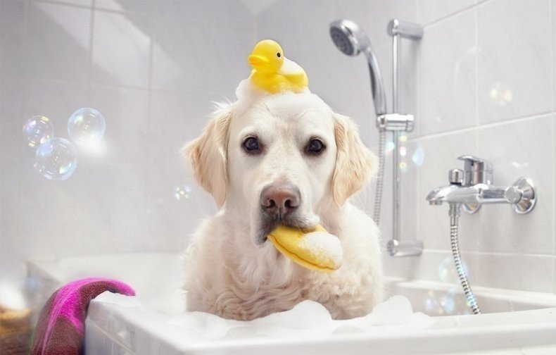 Собака купается в ванной